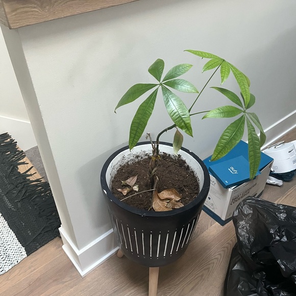 Lululemon athletica white strip capri leggings size 4 - Picture 4 of 10